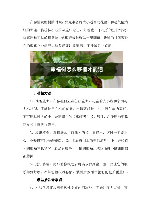 幸福树怎么移植才能活,移盆后注意事项