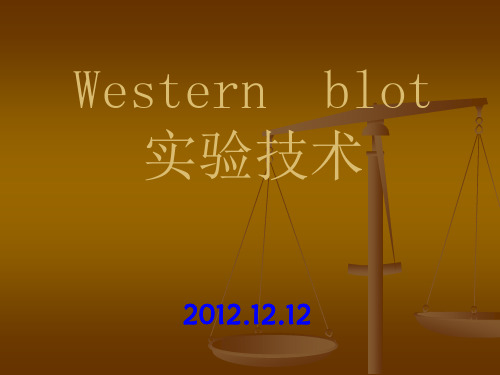 蛋白质印迹法WesternBlot技术