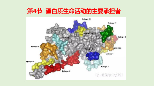 高一生物必修一第二章第4节  蛋白质生命活动的主要承担者