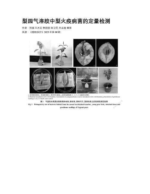 梨园气溶胶中梨火疫病菌的定量检测