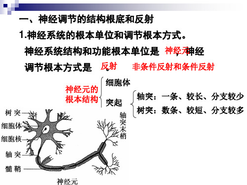 高中生物神经调节的结构基础优秀课件