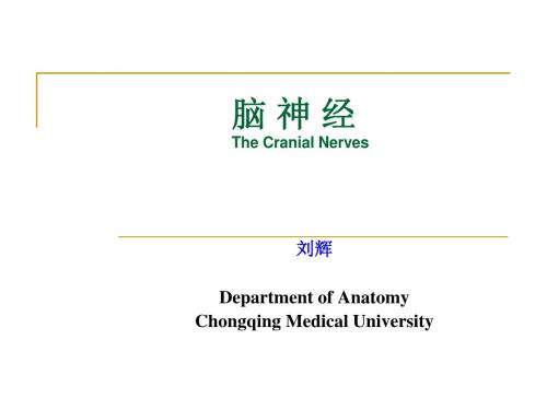 Cranial+Nerves