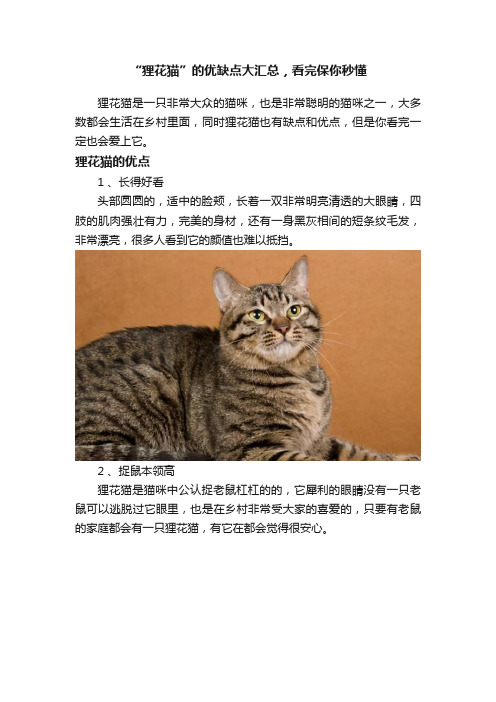 “狸花猫”的优缺点大汇总，看完保你秒懂