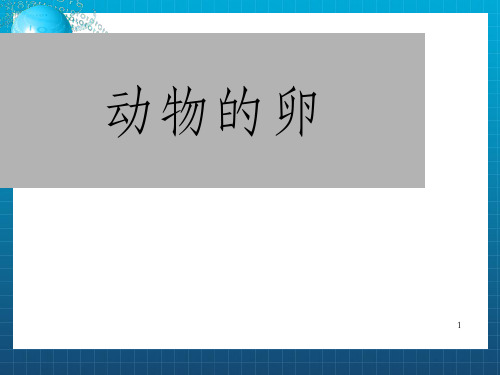 教科版科学四下动物的卵课件之
