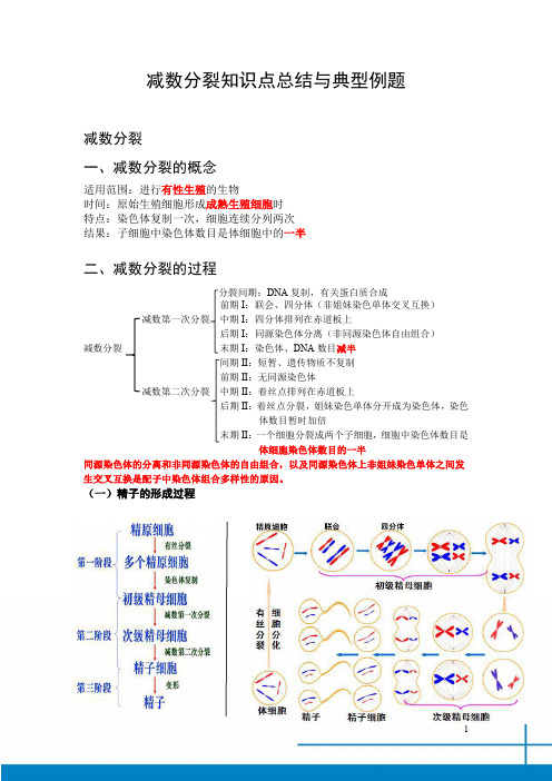 减数分裂知识点总结与经典例题