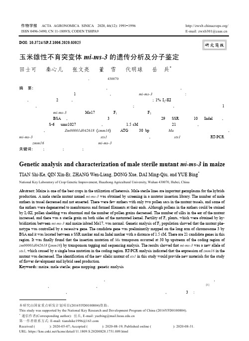 玉米雄性不育突变体mi-ms-3的遗传分析及分子鉴定