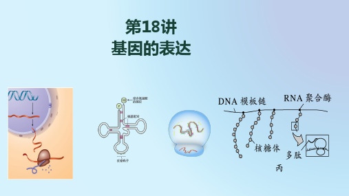 高三二轮复习生物基因的表达课件