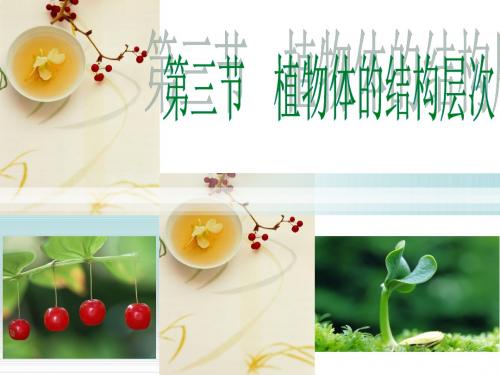 人教版七年级上册生物课件 2.2.3 植物体的结构层次 课件(共21张PPT)