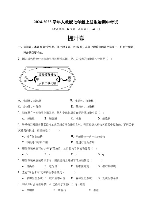 期中冲刺卷02(原卷版)-2024-2025学年七年级生物上册基础与培优过关测试卷(人教版)