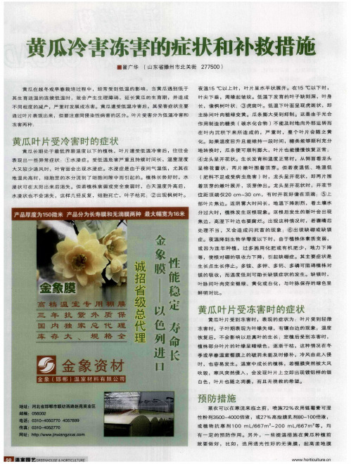 黄瓜冷害冻害的症状和补救措施