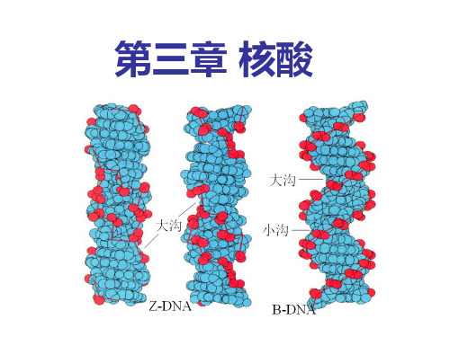 第三章(总) 核酸