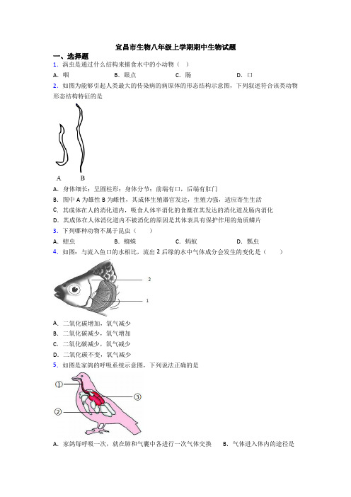 宜昌市生物八年级上学期期中生物试题