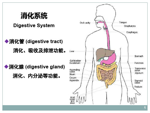 【课件-组织学与胚胎学】_14.消化管_