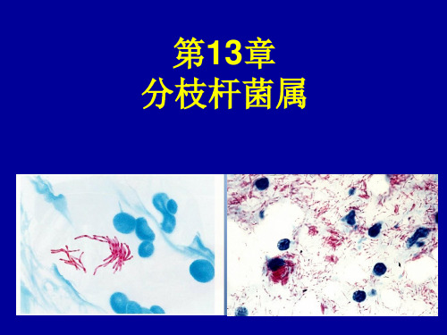 分枝杆菌属新PPT课件