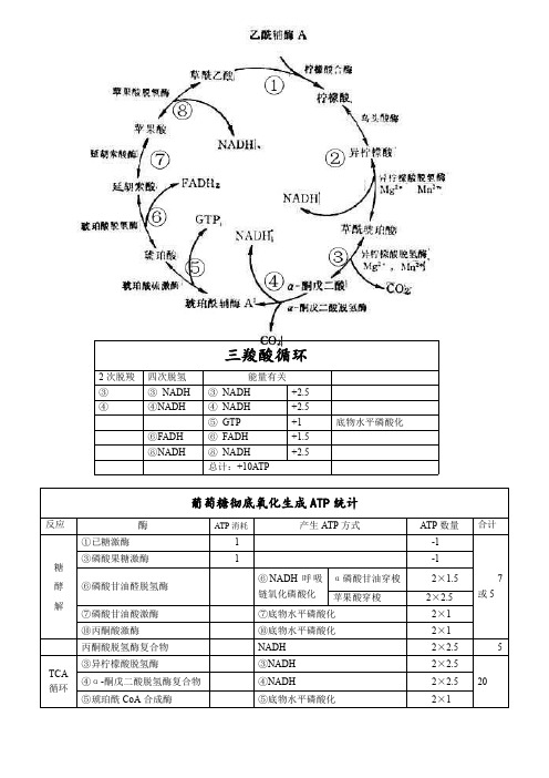 三羧酸循环和有氧呼吸