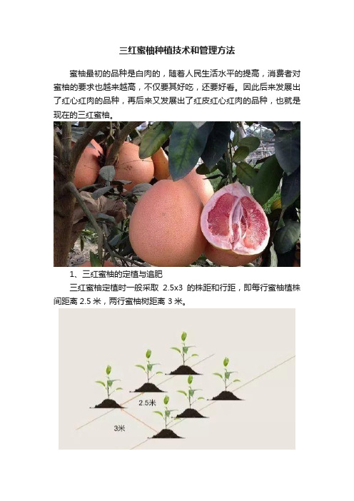 三红蜜柚种植技术和管理方法