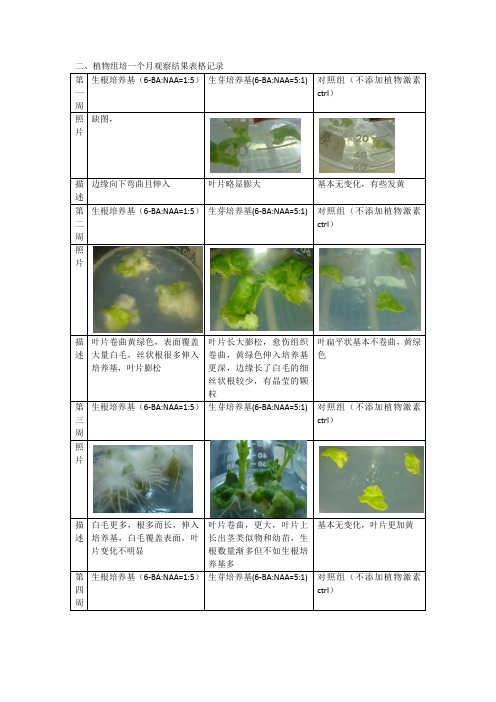 植物组织培养观察报告