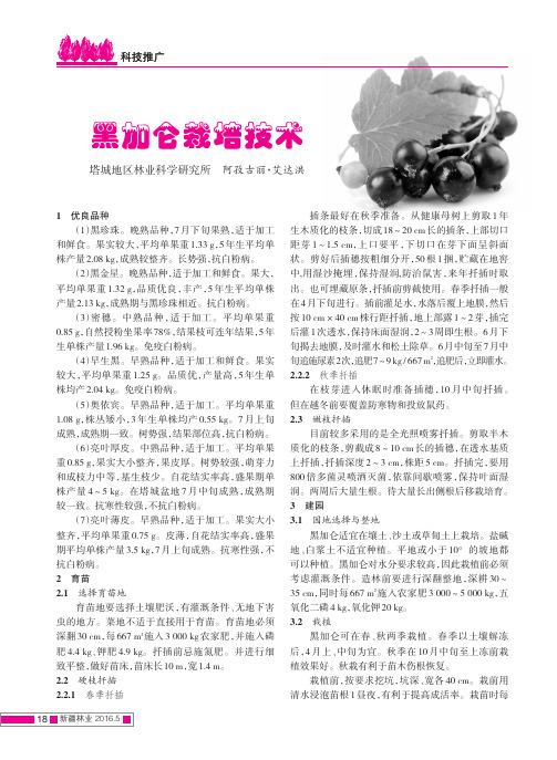 黑加仑栽培技术