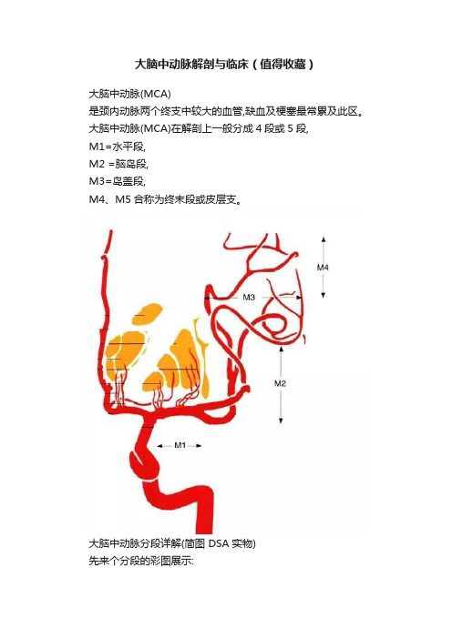 大脑中动脉解剖与临床（值得收藏）