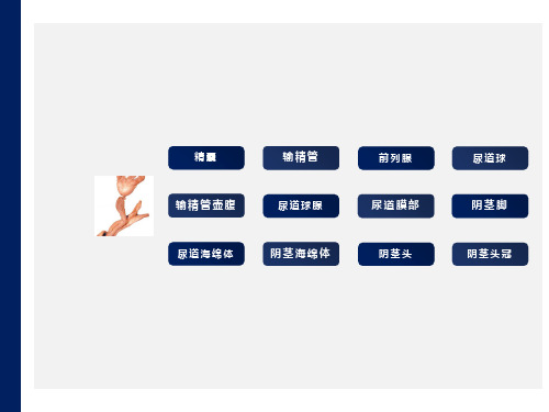 系统解剖学系统解剖学-实验考试题全集