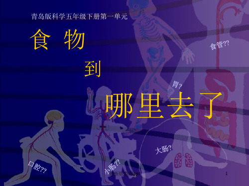 食物到哪里去了 教学ppt课件
