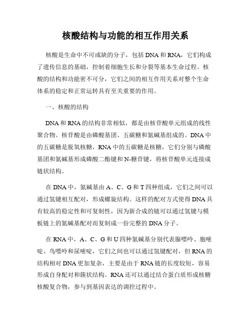 核酸结构与功能的相互作用关系