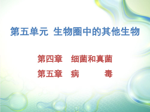 中考生物总复习课件：第五单元第四、五章细菌、真菌和病毒