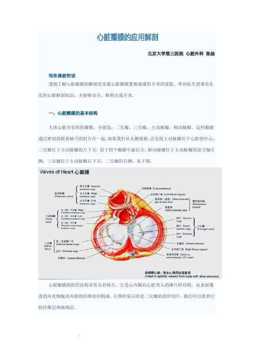 心脏瓣膜的应用解剖