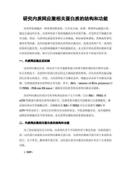 研究内质网应激相关蛋白质的结构和功能