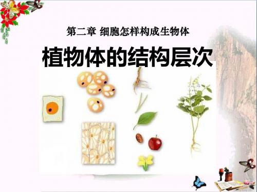 《植物体的结构层次》细胞怎样构成生物体 精品课件2(共27张)