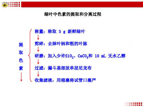 绿叶中色素的提取和分离过程PPT教学课件