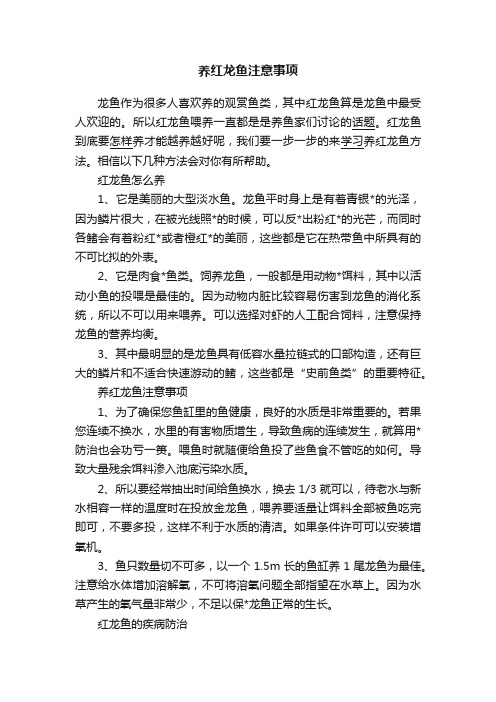 养红龙鱼注意事项