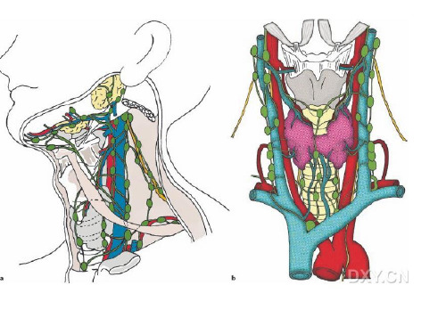 颈部淋巴结分区
