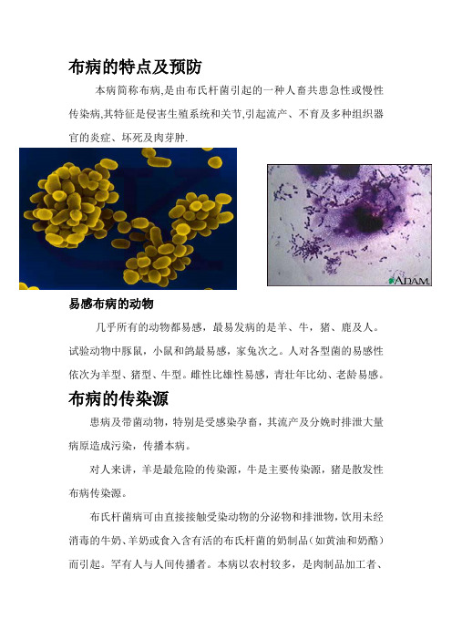 布病的症状及预防方法分析