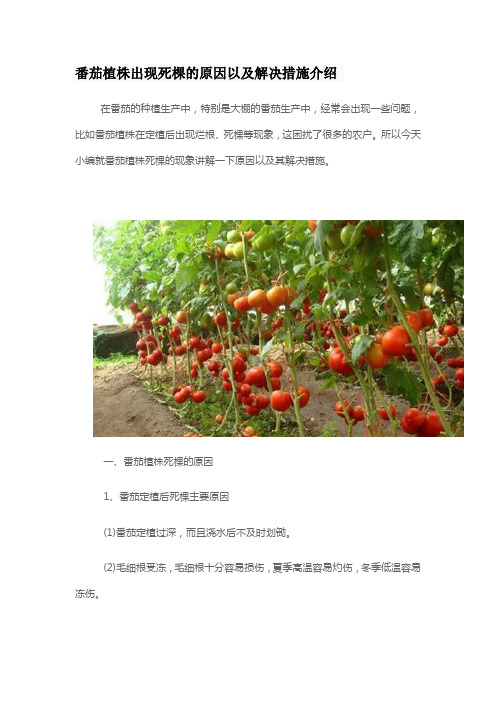 番茄植株出现死棵的原因以及解决措施介绍