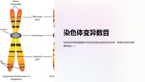 《染色体变异数目》课件