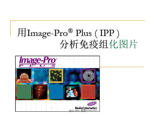 IPP 分析免疫组化图片(教学课件)