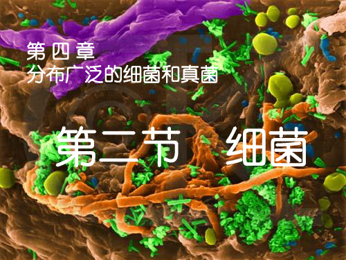 细菌(11)初中生物课件