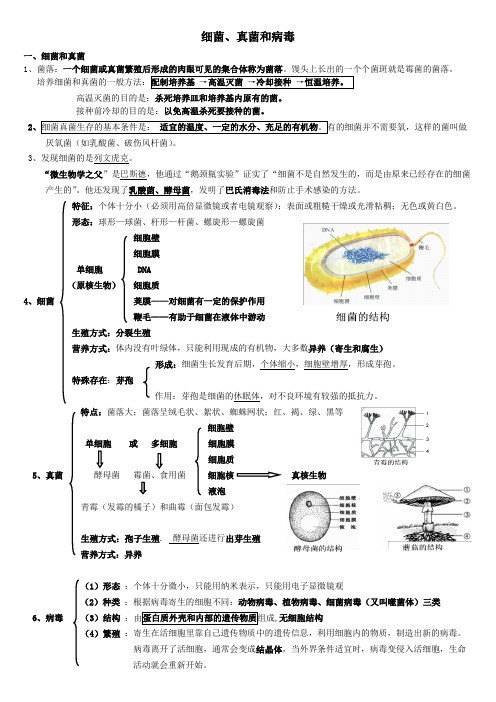 细菌真菌病毒