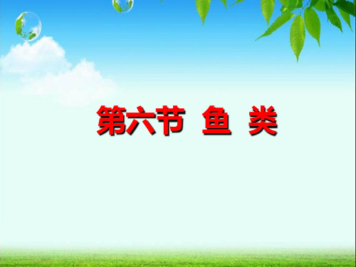 4.6鱼类 课件(31张PPT)2023--2024学年 冀少版 七年级生物 上册