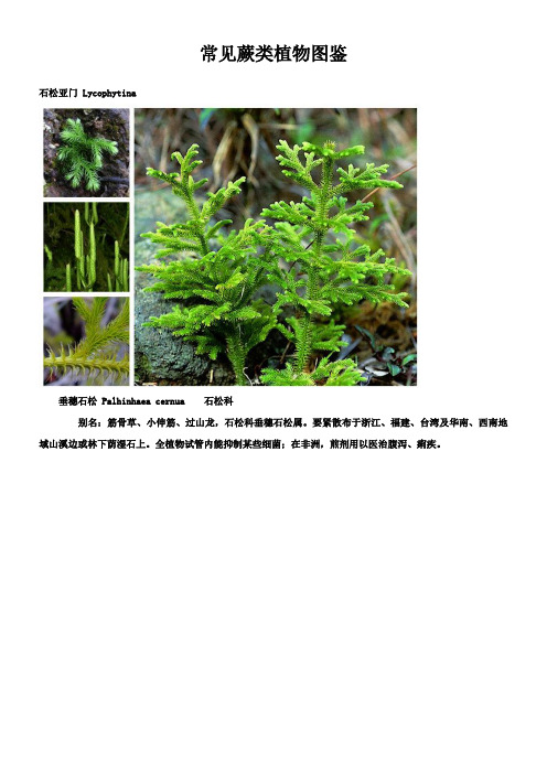 常见蕨类植物图鉴