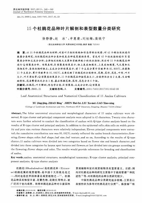 15个杜鹃花品种叶片解剖和表型数量分类研究