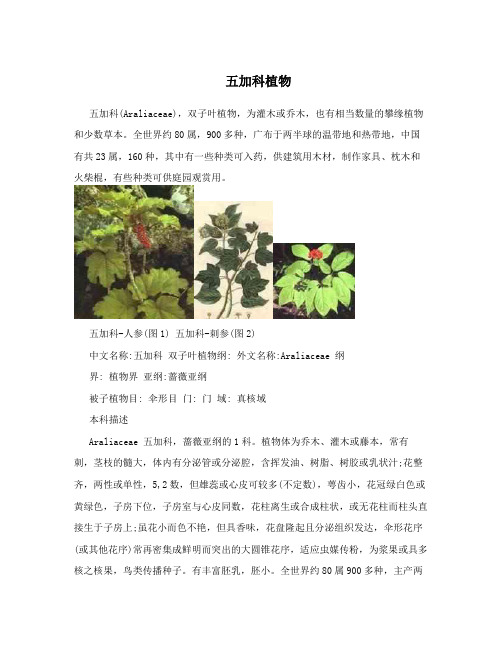 五加科植物