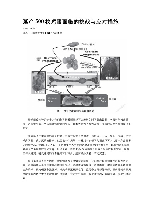 延产500枚鸡蛋面临的挑战与应对措施