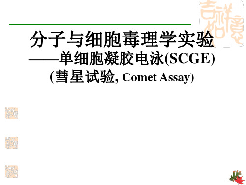 厦门大学-操作讲义-实验八.彗星试验单细胞凝胶电泳(SCGE)