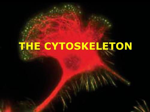 Cytoskeleton