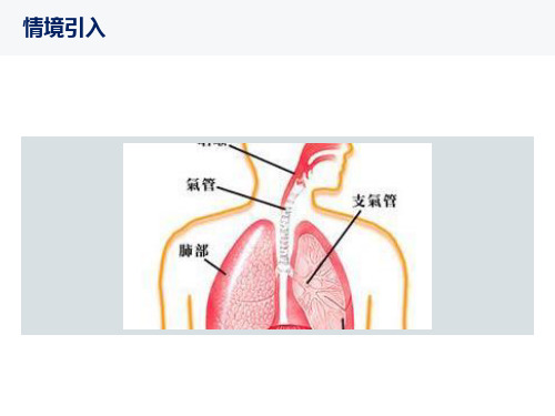 人体的呼吸复习