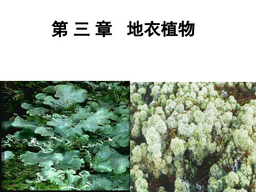 地衣植物