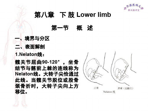 局部解剖学课件下肢57页PPT