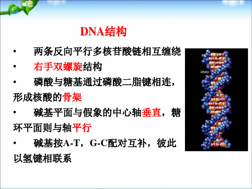 高中生物DNA的粗提取与鉴定